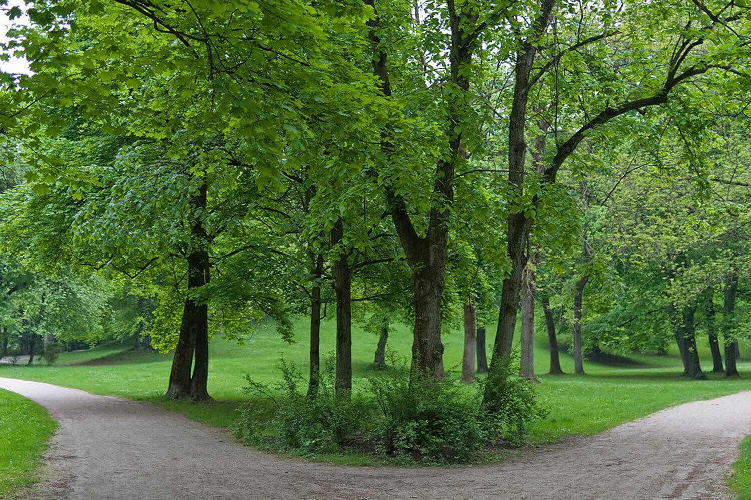 Wald mit Weggabelung